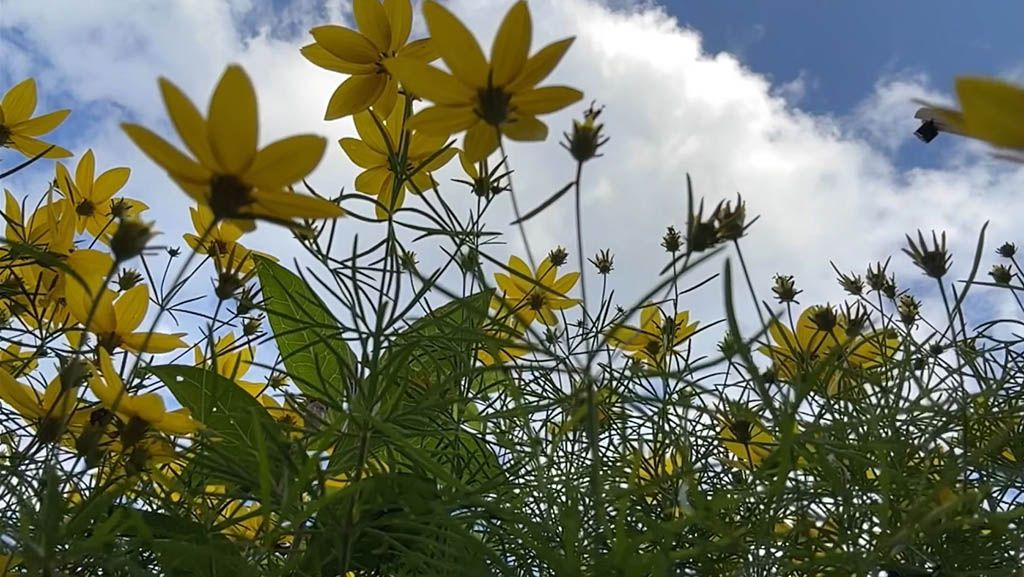 Gele bloemen tegen een wolkenlucht