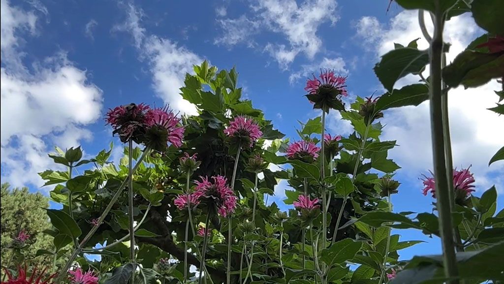 Roze monarda tegen een blauwe lucht, van onderaf gezien