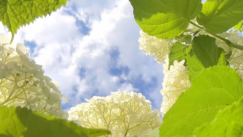 Witte hortensia met groen blad tegen de lucht